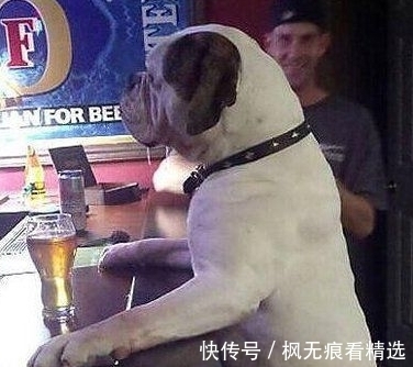 |笑话段子,我家的野猫躺得笔直的,一副任我为所欲为的样子