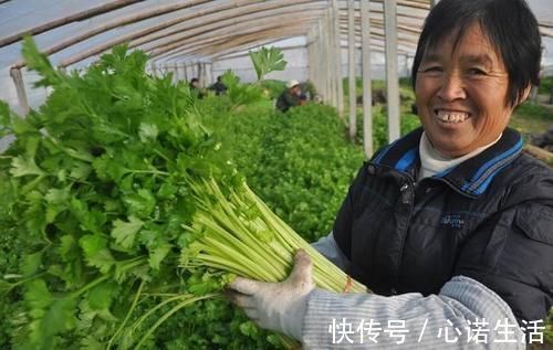 蔬菜|过年买年货，家里再穷，也要备齐这5种蔬菜，寓意来年财源滚滚