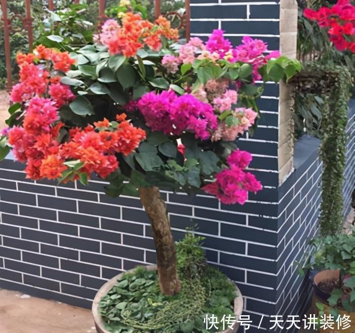 磷酸二氢钾|三角梅促花“小技巧”，让枝条猛增，越开花越有劲