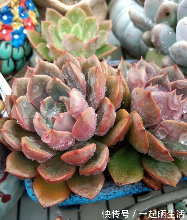入秋后多肉如何变美，看看对比照来学习养护经验！