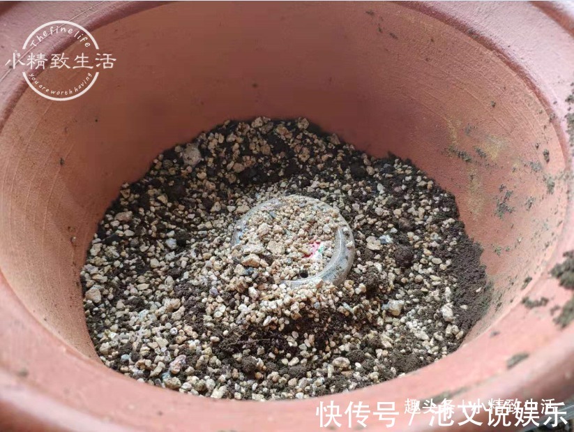 君子兰|1个小方法,让君子兰不再烂根,解决新手浇水难题,浇多了也不怕