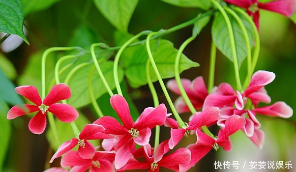 种花|新手养花,就养清香美丽,花开红艳的花卉,花语身体健康!