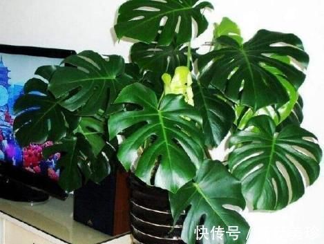 3种花卉能长2米高，养在客厅大气，亲戚、朋友都说好