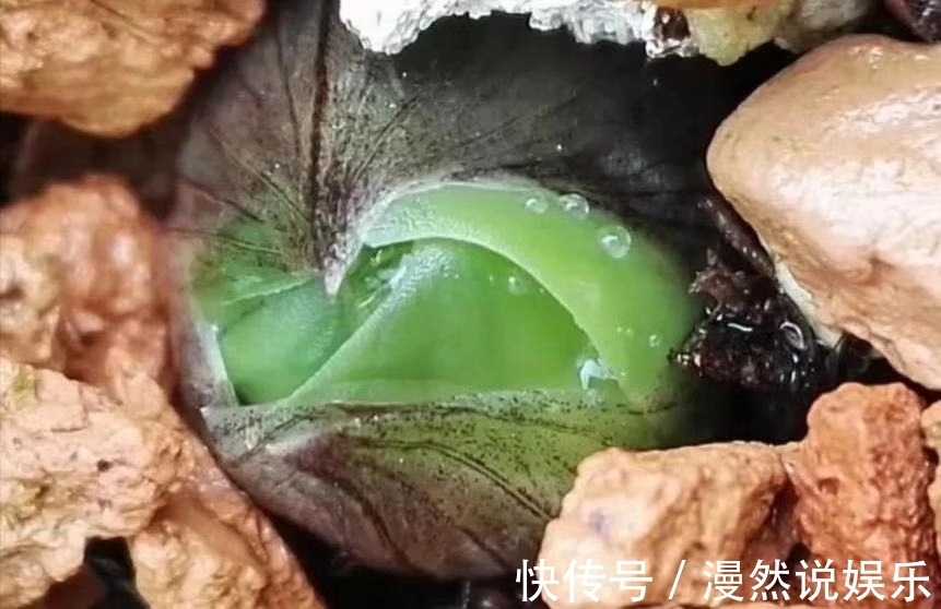 兰花|春兰的花芽在秋季破土成了超生游击队,太壮观了,只需2个神操作