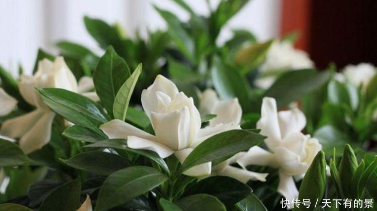 4种富贵花,添福添贵添好运,个个美出状态,花朵迷人