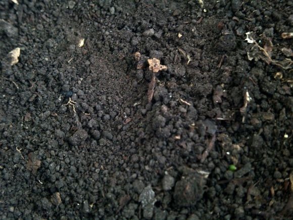 山上一种土，是养花“黄金土”，啥花吃了都疯长！