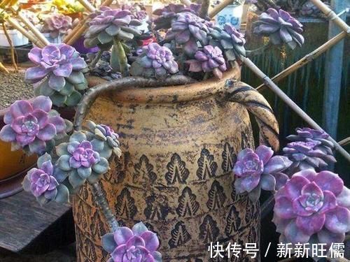 紫乐|多肉大神愿意推荐，新手养起来舒心的5个品种，春季入手正当时