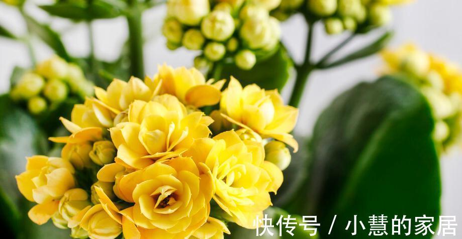 花苞|秋季养长寿花要注意什么，养护很重要，千万要注意