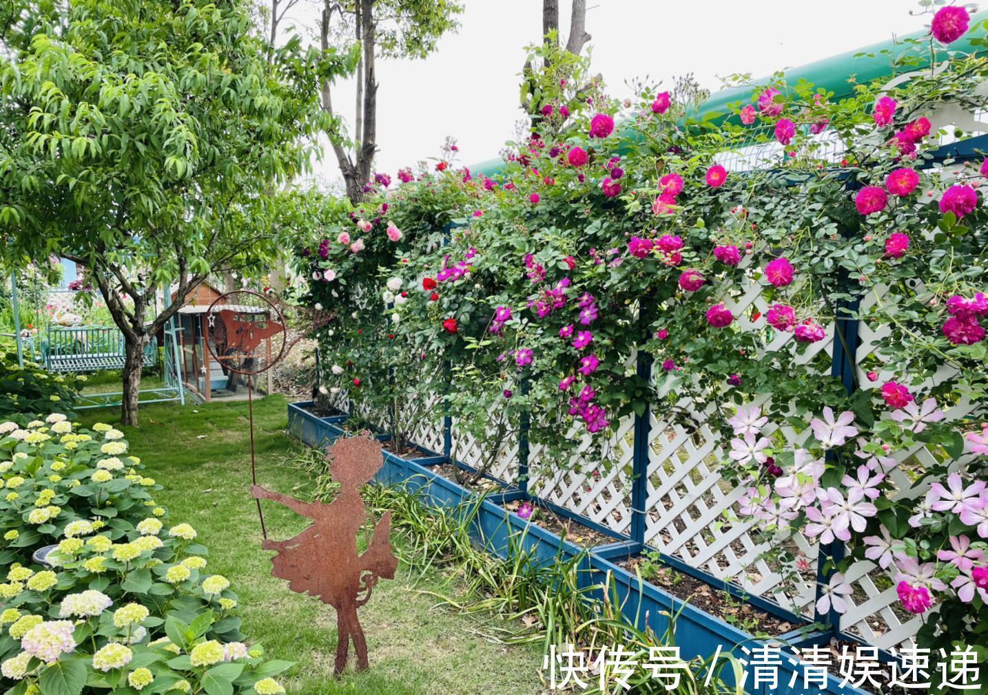 切口|月季花败后，“三动作”修补下，复花速度快，长势更欢快