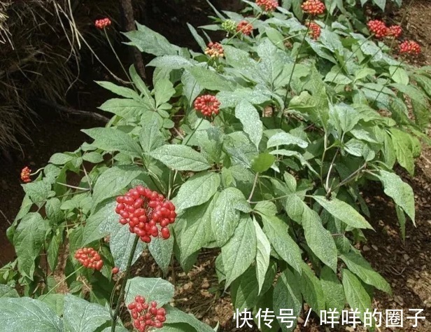 药用价值|都说千年人参会自己“跑”,这是真的?一起来看看这些成精的人参