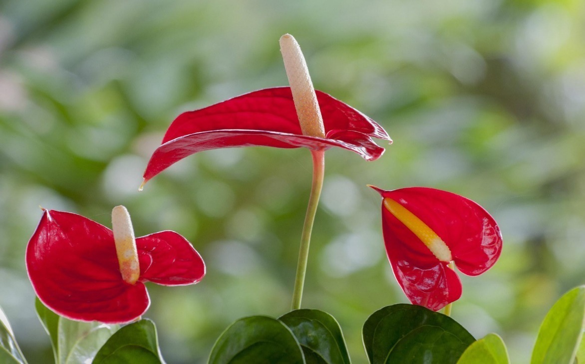 竹子|家庭养花选几种，记住摆对位置，对花好更好看