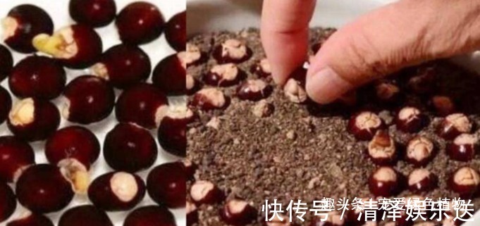 1种水果籽,一粒粒摆盆里,10天出芽,开花又结果,够一家人吃