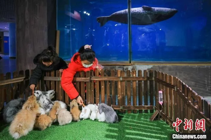 南京海底世界动物拜大年贺新春插图8