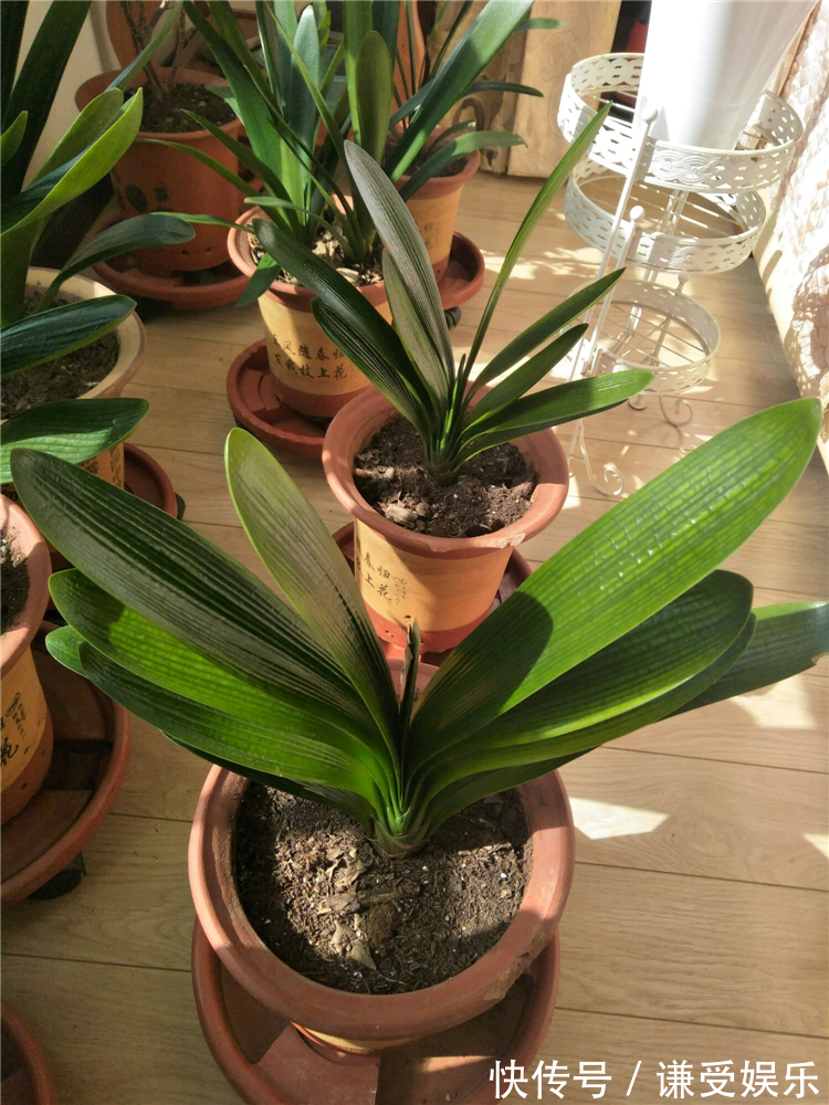 君子兰长“歪”叶,赶紧做2动作,叶片油绿肥厚,整齐排成一条线