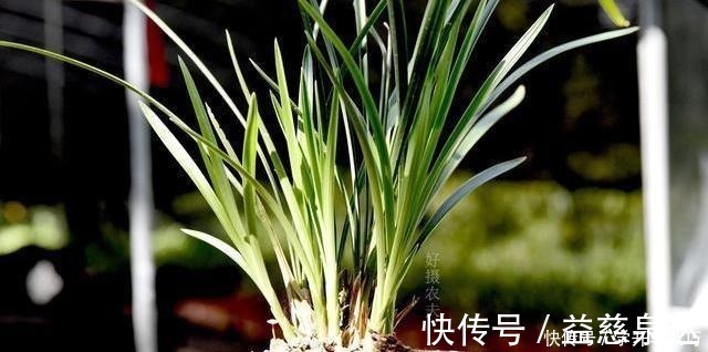 浇水|兰花浇水有多难不要再被兰谚所困,知道这两条就行了!