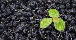 肝脏|它是肝病的“克星”,每天坚持吃一点,修复肝细胞,肝慢慢变好