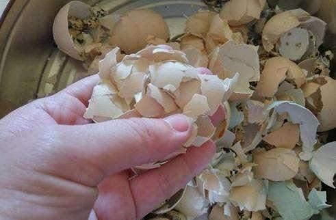 家里的“这个垃圾”不要扔，用来养花好处多，再也不用买花肥了！