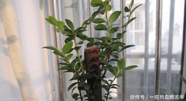 小叶紫檀|有钱人家里必养的3种树家有招财树，想不发财都难了！
