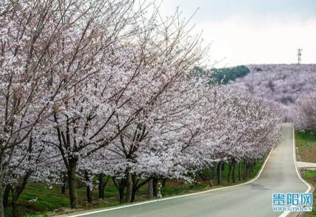 平坝万亩樱花已绽放！带你“云赏花”