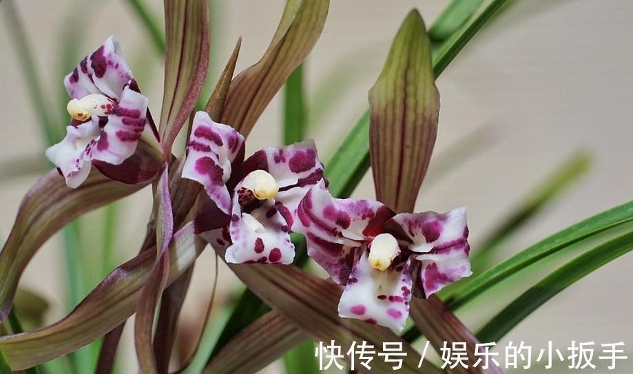 浅谈养兰之道,如何正确给兰花浇水,让它长势旺盛