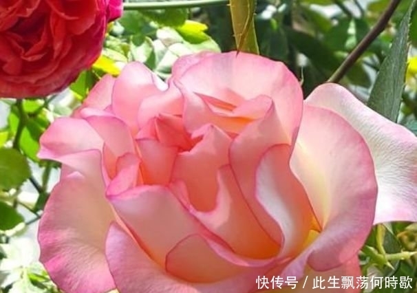 养花就养4种花，家里养一盆，开花漂亮花期长，谁养谁上瘾