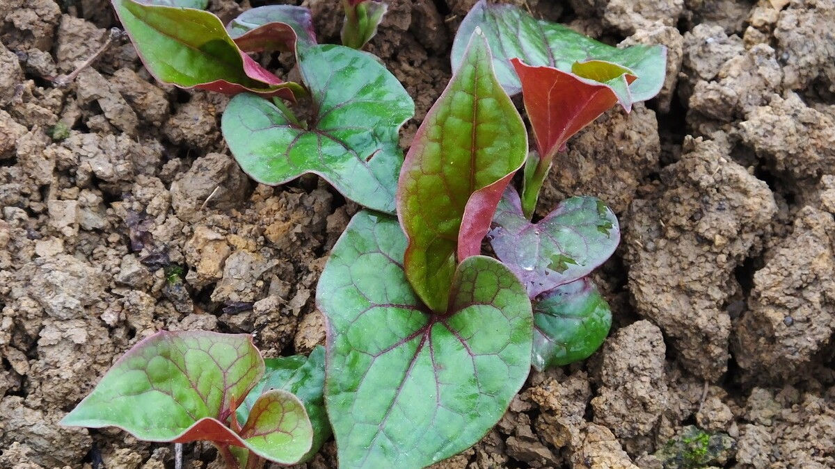 野菜|49种野菜大图片，带你见识不同的野菜和吃法，你想要的野菜这里有