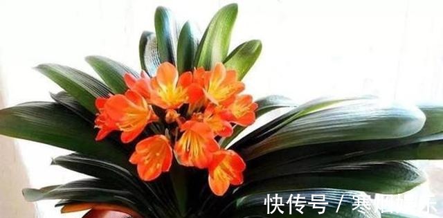 植株|厨房一种的养花宝,比柳树皮都易得,效果不比柳树皮差