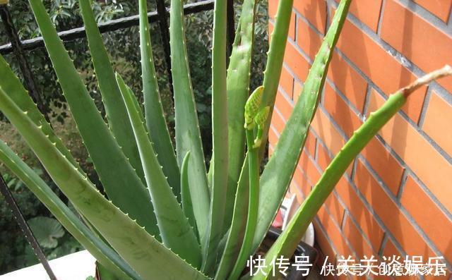 招财树|不管你养不养花,3种花,总要养1盆,能缓解疲劳,还能杀病菌