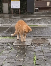 |搞笑GIF:妹子,你是站的时间太久了吗?,站的膝盖都疼了。