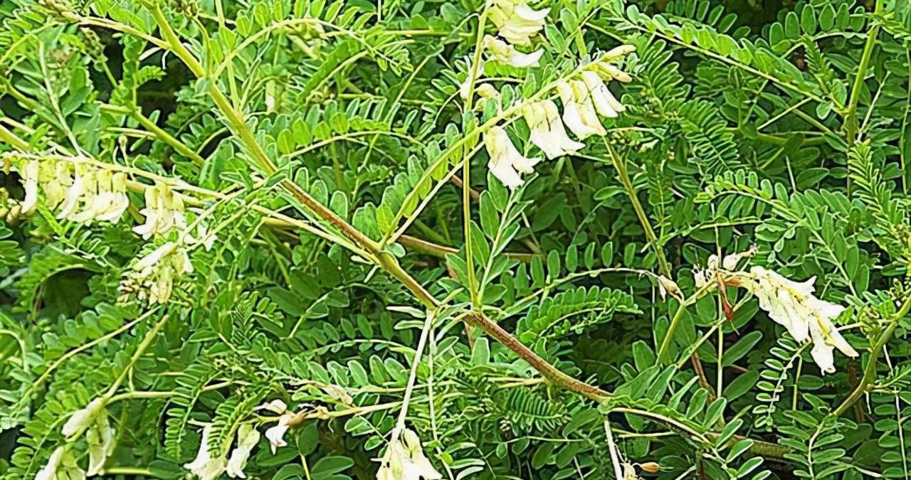 药店|农村一种野草,山上常见,看到别忽视,古人当它救命仙草