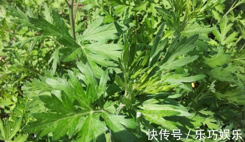 艾草|这野草农村几乎随处见,它天生带一股“香气”,能吃还是天然药材