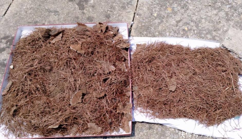 花草|捡来松针土、腐叶土,别急着用作养花,先这么处理才好