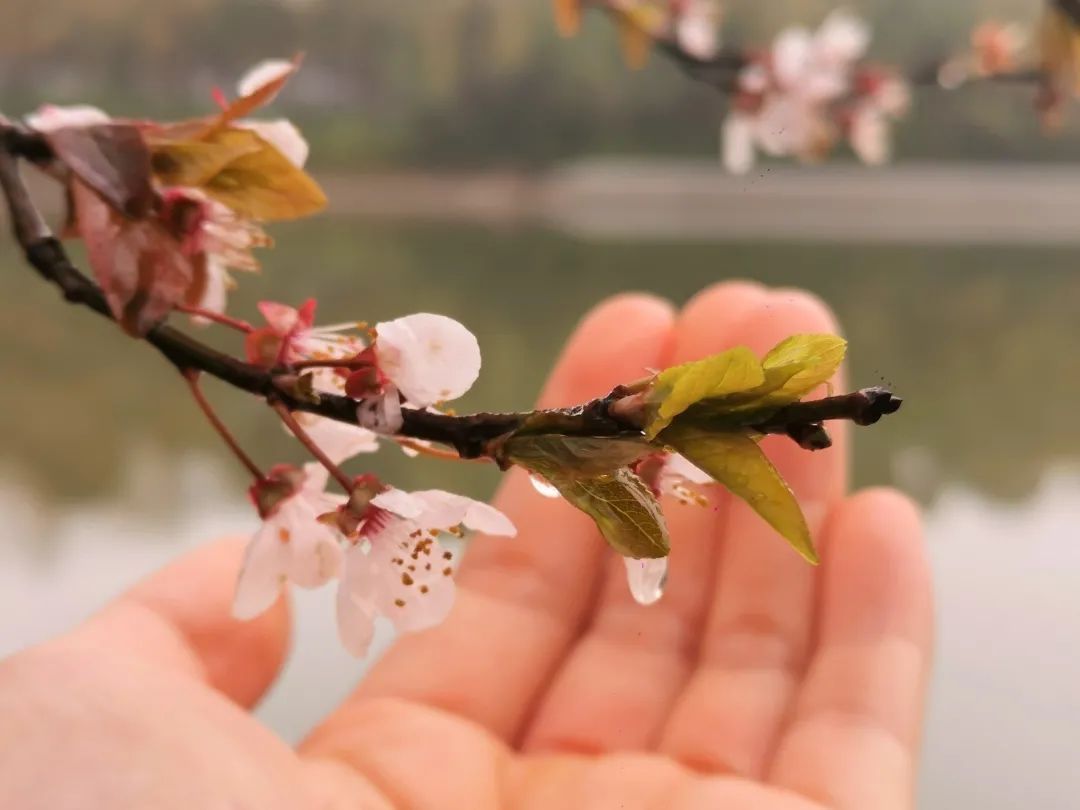 我“雨”最美校园，一起云赏沪上46所高校雨中即景