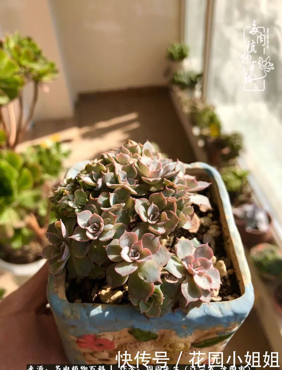 不羡鸳鸯不羡仙,只羡东北来春天!多肉冬去春来!