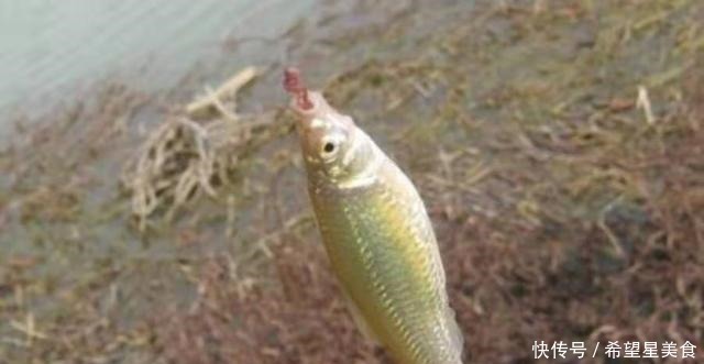 铅坠|这3招果然够狠!杂鱼不闹中鱼率高,用过的人绝非泛泛之辈!