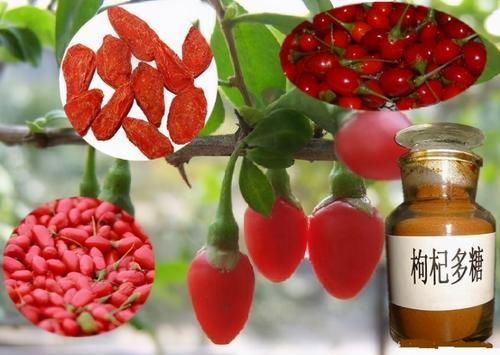 mole|枸杞与阿尔茨海默病