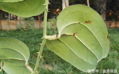 金刚藤|它价值30元一斤,农民见到却要将其铲除,今天科普请珍惜