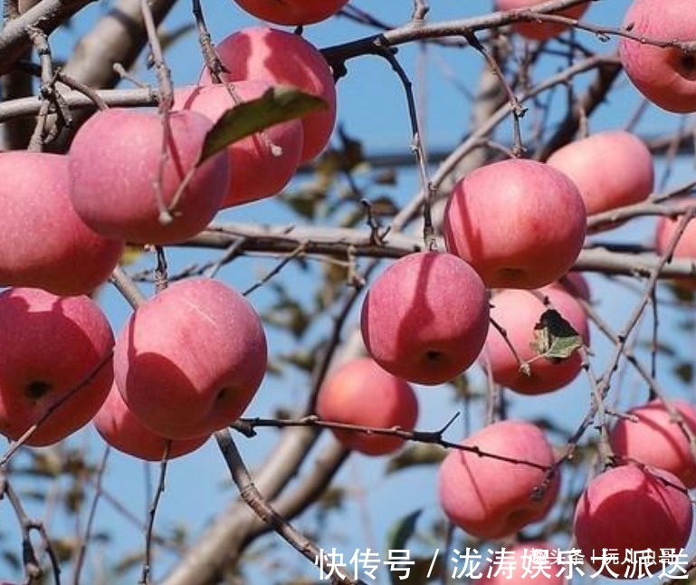美容|苹果美容肌肤，好吃又营养，掌握三点，收获更优质美味的苹果来！