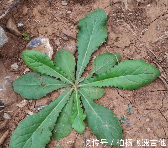 兰陵|临沂兰陵管这些野菜这样叫,不知道各地都一样吗!