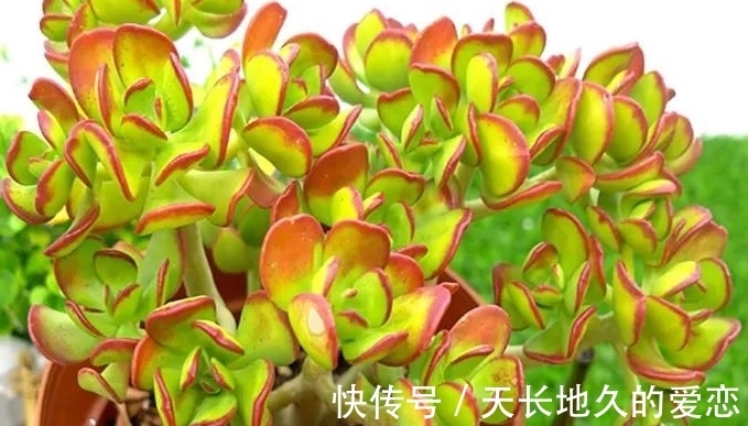 多肉达摩宝珠常被拿来跟玉树作比较,新手也能养成大老桩?