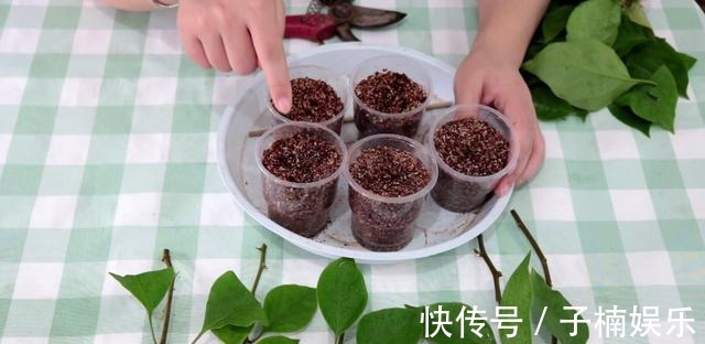 托盘|三角梅扦插有技巧,学会几点,一盆变多盆很简单