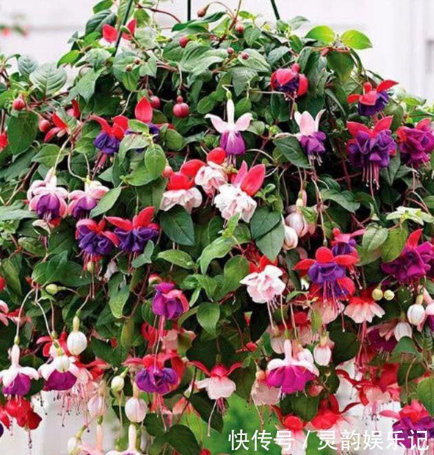 百花园|4种花是爆盆能手,好养易活,美不胜收,开花百花园