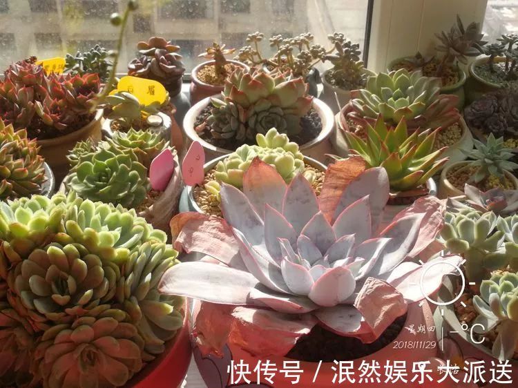 蚧壳虫|为肉痴狂!多肉植物也会用最美的容颜报答我们的勤劳付出!