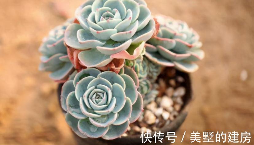 适应性|天气渐冷,想要入坑养多肉?盆栽这3款,0度植株照样状态好