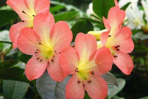 适合阳台养护的花卉,开出漂亮的花球,颜值超高的