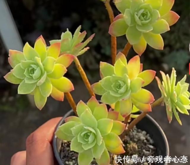 多肉薄化妆养护注意4点，叶色呈现靓丽的粉红色