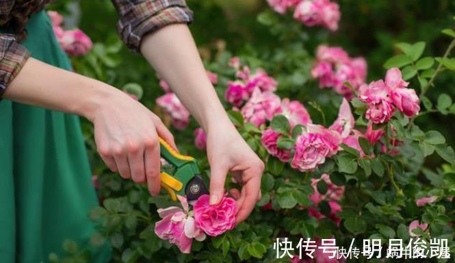 长寿花|此3种花剃头正当时，现在剃的好，秋冬开花早