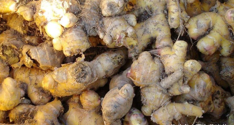 一生|吃姜不去皮,吃错害自己!关于生姜的5大禁忌,了解之后受益一生