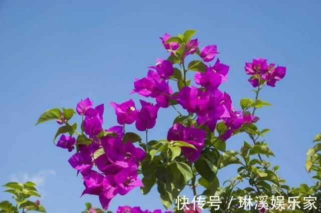 养护|三角梅超实用的养护技巧，做好这几步，一开就是大半年