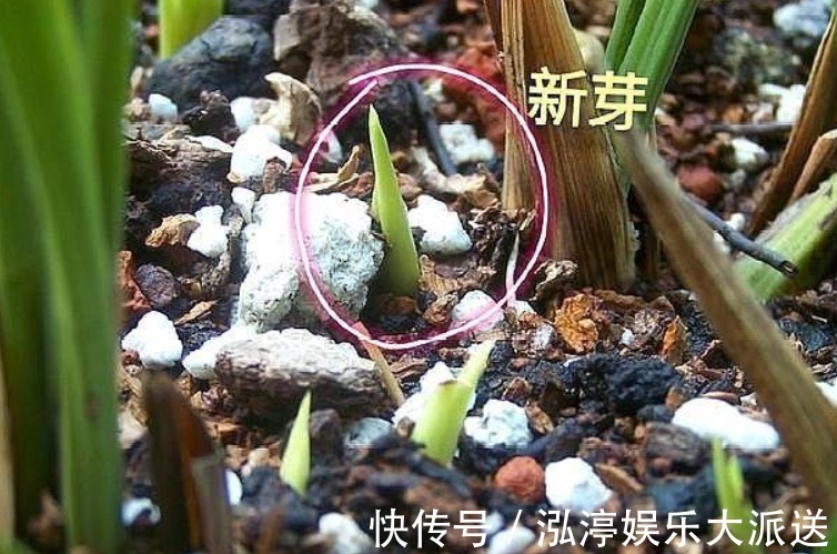 新芽|烂根的兰花长出新芽，能活吗学会这“4步”，养兰是关键